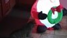 Two Cats Curiously Watch Christmas Inflatable