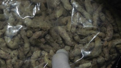 [녹색] 농진청, '곤충 단백질' 새 이름 '파워프로틴-아이(I)' 선정 / YTN