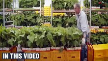 How_To_Grow_69_Millions_Of_Cucumbers_In_Greenhouse_And_Harvest_-_Modern_Agriculture_Technology(360p)