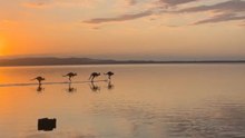 Kangaroos leap in water and create a dreamlike scene from nature’s imagination