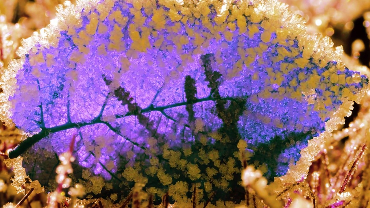 Battery Dead - Eisblumen