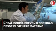 Nopal podría prevenir obesidad desde el vientre materno