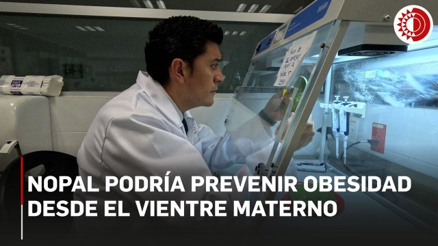 Nopal podría prevenir obesidad desde el vientre materno