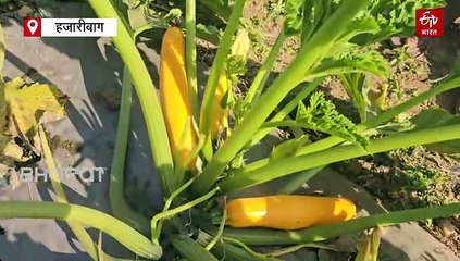 इटली की फसल जुकिनी की हो रही हजारीबाग में खेती, किसानों को कम लागत में होगा ज्यादा मुनाफा