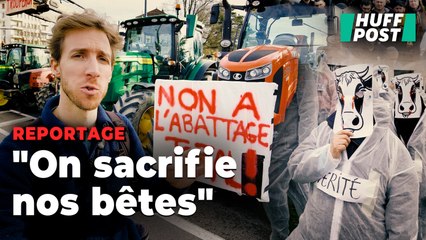 Dans le Doubs, la hantise de la dermatose nodulaire et des agriculteurs poussés au sacrifice ultime