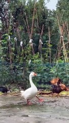 993c4336ace2338201874d898d61af49