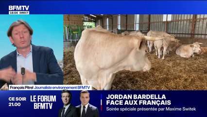 Dermatose bovine: pourquoi faut-il abattre tout un troupeau lorsqu'un cas est détecté?