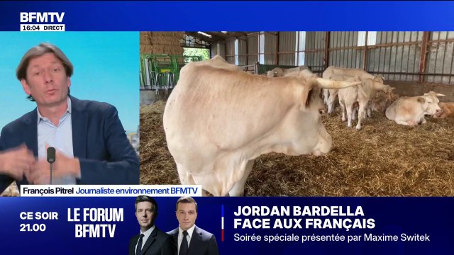 Dermatose bovine: pourquoi faut-il abattre tout un troupeau lorsqu'un cas est détecté?