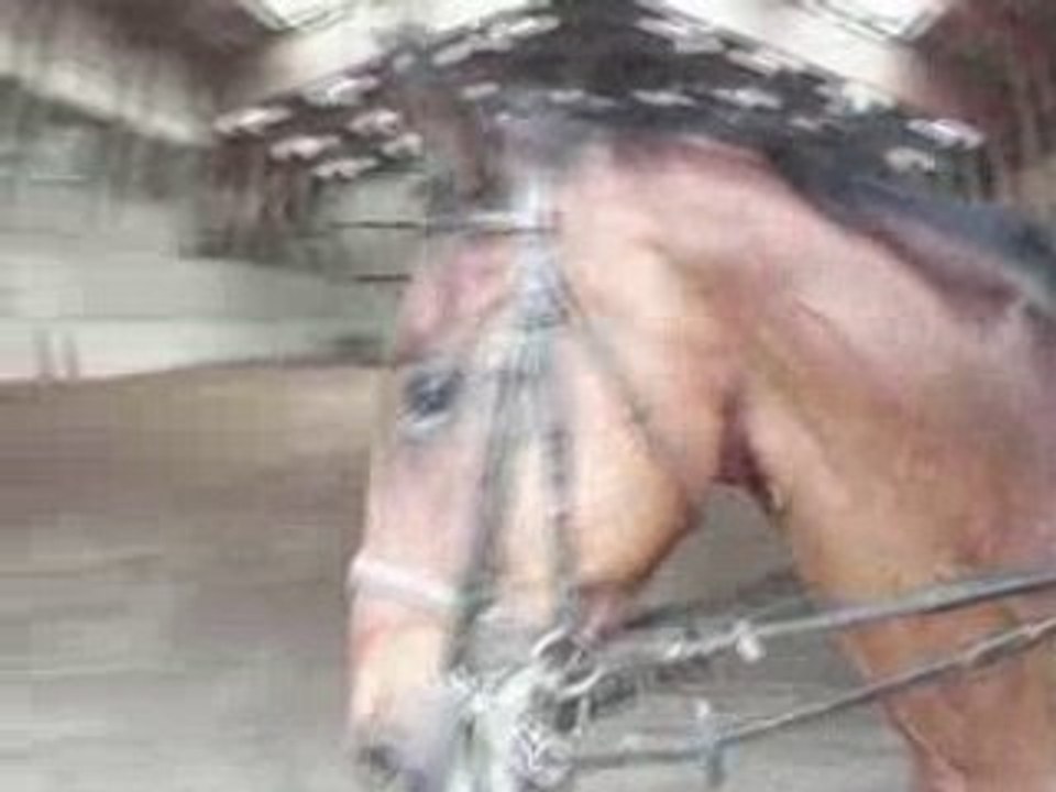 Dressage Entrainement CCE Club 1