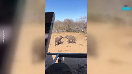 Kid Confused After Spotting ‘extra Trunk’ on Elephant