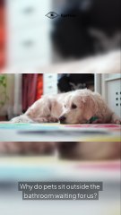 Why Pets Guard the Bathroom Door Like It’s Their Job🐾