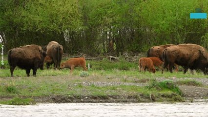 Adorable Moment Baby Bison Captured Playing With Parents