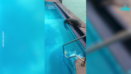 Even Sea Lions Enjoying Pool Time