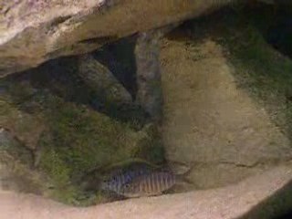 aulonocara maylandi eccles reef