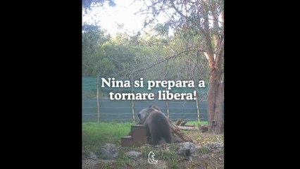 La storia di Nina,cucciolo orfano di orso che sta per tornare in libertà
