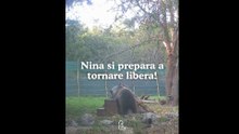 La storia di Nina,cucciolo orfano di orso che sta per tornare in libertà
