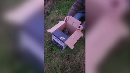 L'allocco resta impigliato nell'albero di Natale parrocchiale. Liberato e raccolto da alcuni passanti, ecco come è tornato nella natura