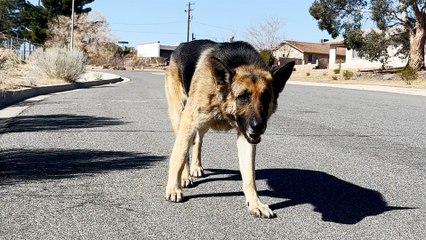 Abandoned German Shepherd Is SO Relieved To Be In A Home Again