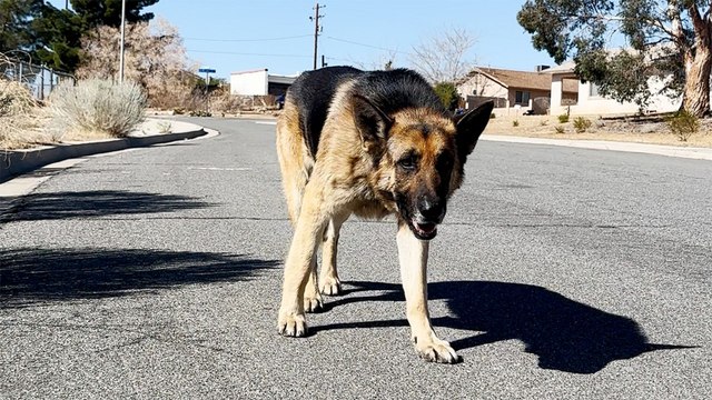 Abandoned German Shepherd Is SO Relieved To Be In A Home Again