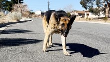 Abandoned German Shepherd Is SO Relieved To Be In A Home Again