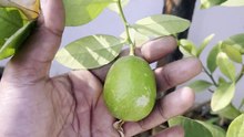 Harvesting Gandhraj Lemons from My Terrace Garden 🍋