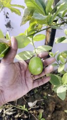 Harvesting Gandhraj Lemons from My Terrace Garden 🍋
