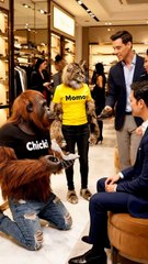 Funny Monkey & Cat Working as Shoe Store Salesmen | Chikki & Momo Comedy Skit