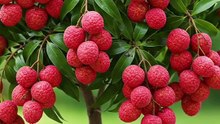 grow litchi from cutting!