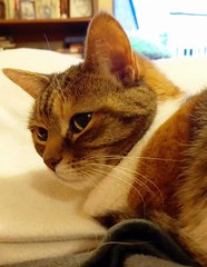 Good night and sweet dreams! #cat #funnycats #funny #cute #viralcats #goodnight