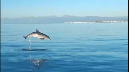 Incontro ravvicinato con un branco di delfini a largo di Tirrenia