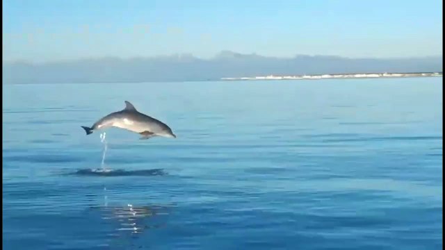 Incontro ravvicinato con un branco di delfini a largo di Tirrenia