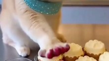 When your cat turns into a pastry chef 😂🍰 Bro dipped his paws in red jam and