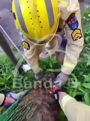 Capivara invade o Centro de Curitiba, fica acuada em estacionamento e mobiliza o Corpo de Bombeiros