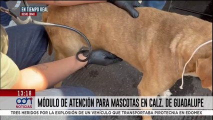 Instalan módulo para atención de perritos peregrinos en la Basílica de Guadalupe