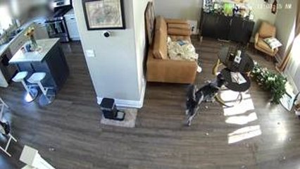 Dog Pulls on Christmas Decorations and Brings Entire Tree Down