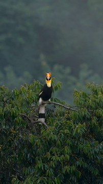 Beautiful Kingfisher Bird | Stunning Wildlife & Nature Footage -This video features a stunning kingfisher bird resting peacefully on a tree branch.The vibrant colors and natural background make this wildlife clip visually amazing.