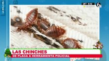 Las chinches, se convierten en herramientas policiacas