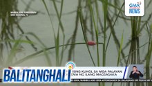 Pag-atake ng mga pesteng kuhol sa mga palayan sa Brgy. Lanas, problema ng ilang magsasaka | Balitanghali