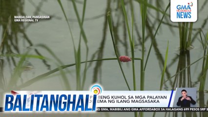 Pag-atake ng mga pesteng kuhol sa mga palayan sa Brgy. Lanas, problema ng ilang magsasaka | Balitanghali