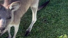 Australian kangaroo 🦘