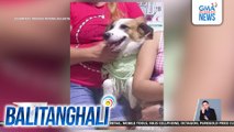 Alagang aso, sugatan matapos putulan ng dila; may-ari ng aso, nanawagan ng tulong para sa alaga | Balitanghali