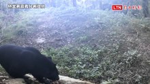 嘉義縣特富野古道3年5度拍到台灣黑熊 最近僅距500公尺