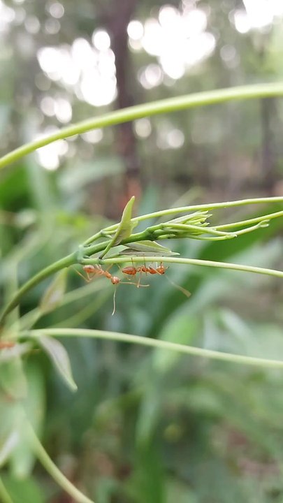 Ant's vs Plants