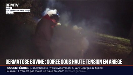 Dermatose nodulaire: tensions entre les gendarmes et les agriculteurs qui s'opposent à un abattage en Ariège