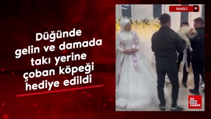 Denizli'den düğünde gelin ve damada takı yerine çoban köpeği hediye edildi
