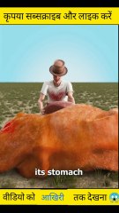 What to do if a cow 🐮 eats your money 💰 #short #facts #trinding