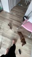 Playful Ferret Chases Dog All Around House