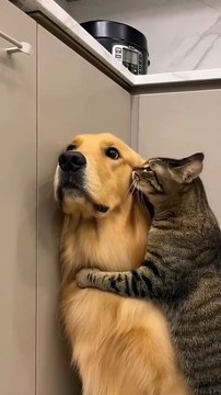 Hilarious Dog Moments Trying to Catch Their Tail 🐶 | Viral Animal Videos