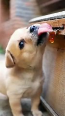 Dogs vs. Gravity: 50 Epic Fail Moments That Defy Physics 😂 | Try Not to Laugh Challenge!