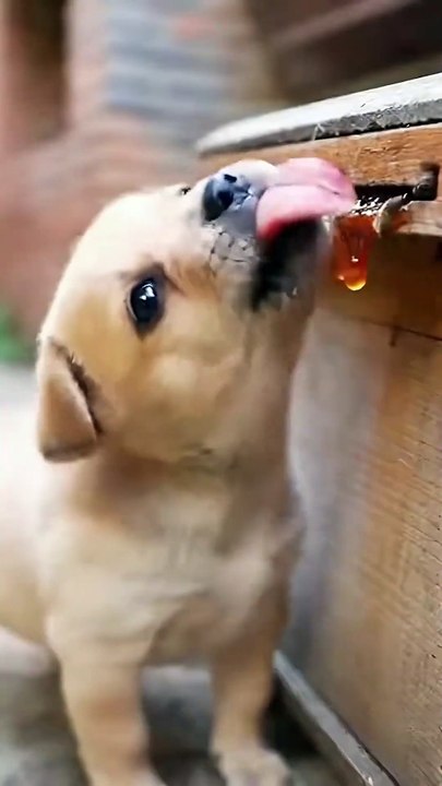 Dogs vs. Gravity: 50 Epic Fail Moments That Defy Physics 😂 | Try Not to Laugh Challenge!